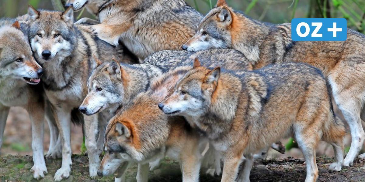 OZlive's tweet photo. 15 #Wolfsrudel und ein Wolfspaar konnten durch das #Wolfsmonitoring in #MV nachgewiesen werden. Das Monitoring zeigt, wo es einige Wolfswelpen gibt und wo die Rudel weiter wachsen. https://t.co/yh12aaelrs https://t.co/wTv1uhoaIe