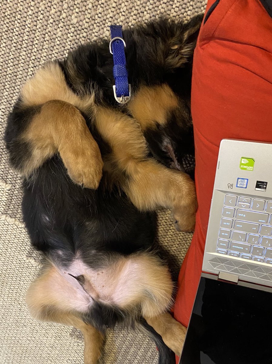 Lavinayadav's tweet photo. Best seat in the world. WFH perks!

#gsdpup #germanshepherd https://t.co/J14RI0thv9