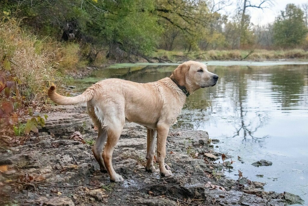 CacheGeoDog tweet picture