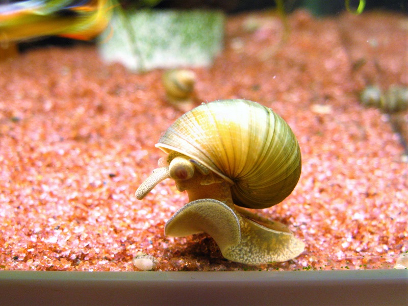 ヒメタニシ ヒメタニシ