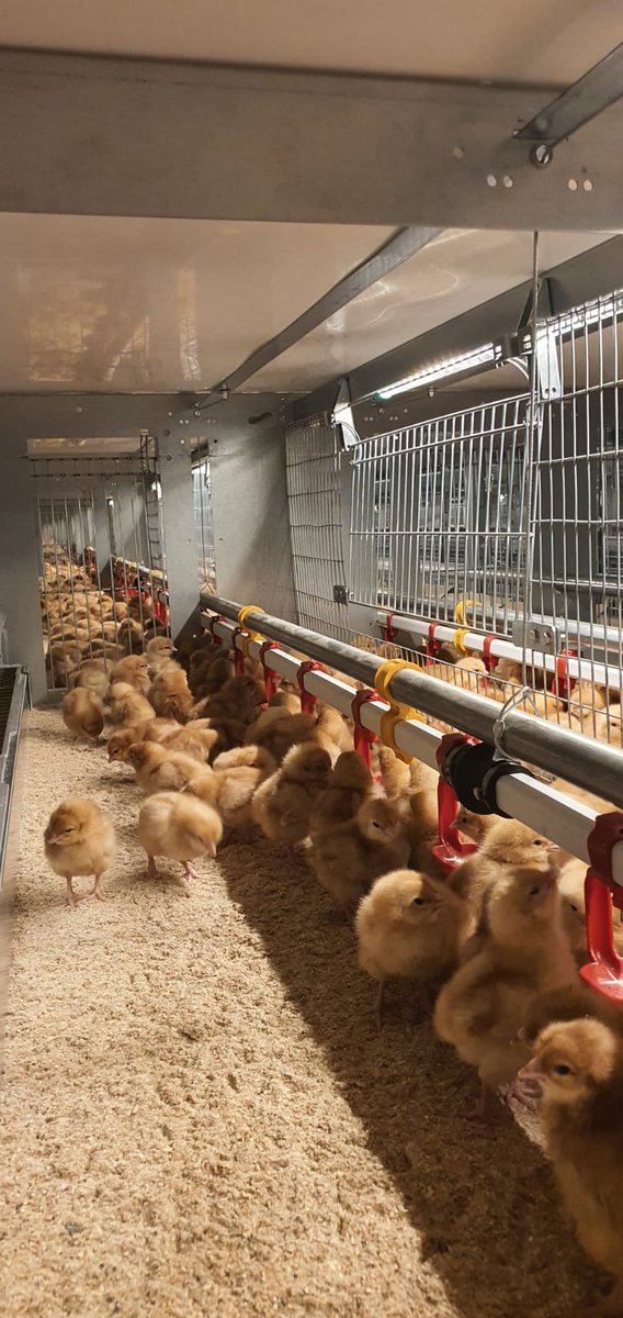 Poultry Care and Support tweet media