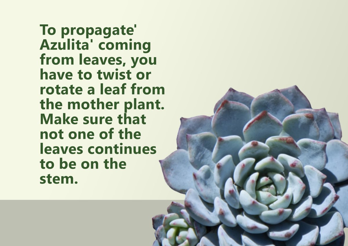 GuidePlanting's tweet image. Echeveria ‘Azulita’ is one of the most beautiful lovely powder blue leaves and rosette can blush gorgeous pink to red tips when grown in bright light. Here is an ultimate guide in propagation and care information.  
#echeveriaazulita #theplantingguide
theplantingguide.com/plant/2020/11/…