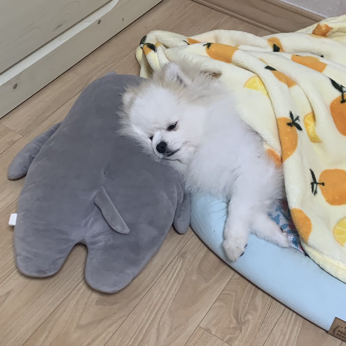 _onnuri's tweet photo. 눌린 볼따구 https://t.co/NH1udeFdca
