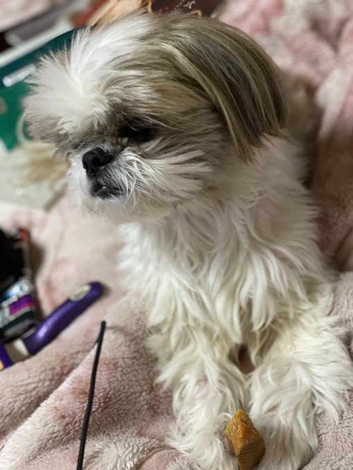 ヒマチーのtwitterイラスト検索結果