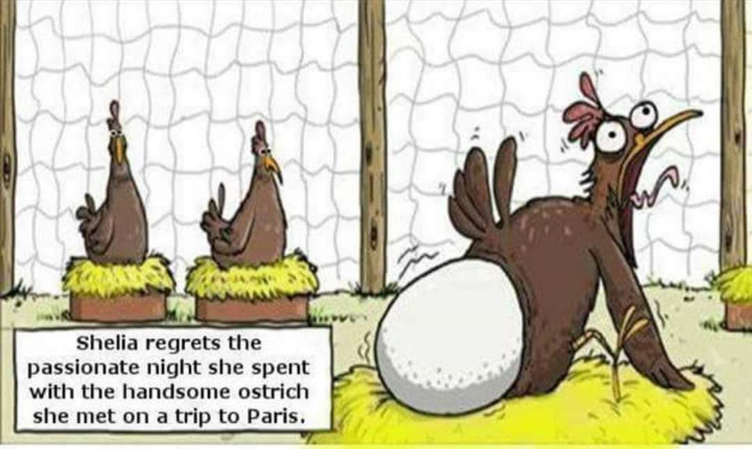 sbarar's tweet photo. I bet you will loose sleep tonight thinking about this....😂😂😂

Comments and puns welcome

Owwstrech...
Get the yolk? https://t.co/aAqV19mxca