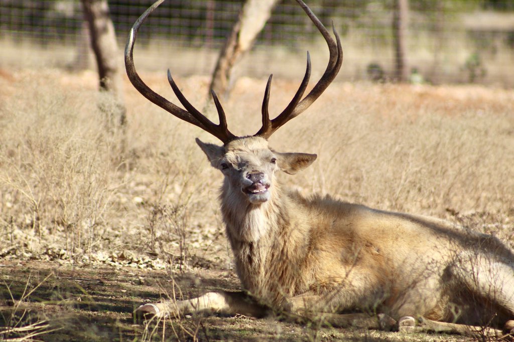 ExoticResortZoo's tweet photo. Our White Elk, Chris Angel, showing off his pearly whites because it’s almost Thanksgiving!! WHOOP! WHOOP! 🙌🏼 https://t.co/dfcanVE97o