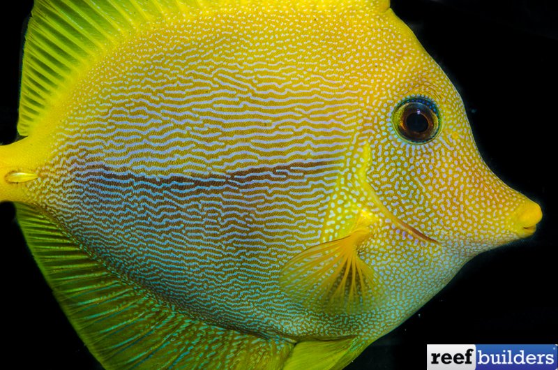 reefbuilders's tweet photo. Anubis Tang is Probably the Rarest Surgeonfish Ever https://t.co/YedgEKTeif https://t.co/xj39hGCg5D