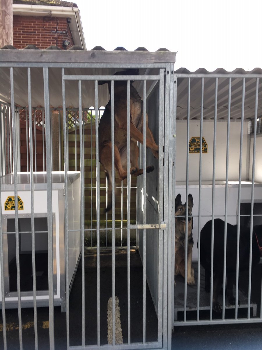 lintranK9Ltd's tweet photo. Could not believe how high this Mali was jumping in our holding pen..owner said Mali X...crossed with a kangaroo??..🤣🤣🤣Lovely dogs..we get the best visitors!!..#mali #gsd #security #dogtransport #dogboxes #dogcrate #safe #dogsoftwitter #dogs https://t.co/hKg5zhQlaB