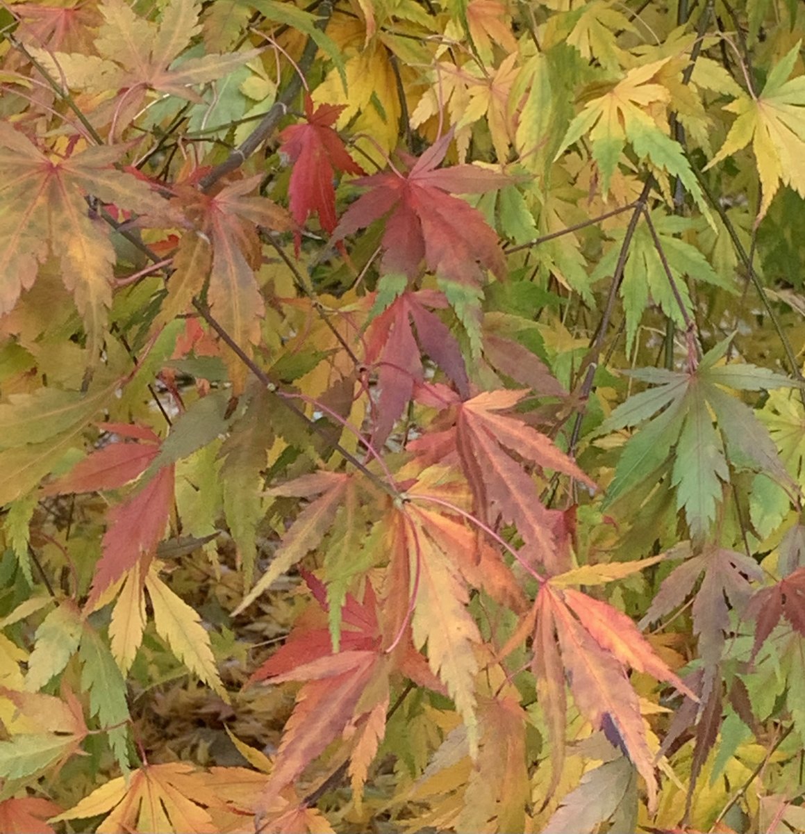 Taking the time to appreciate all the beautiful colours that autumn brings🌿knowing winter is just around the corner!❄️

#welovecolour #colourbeauty #colourpalette #autumnalshades #autumncolours #autumncolors #colourlover #autumnleaves #autumnvibes #autumnmood