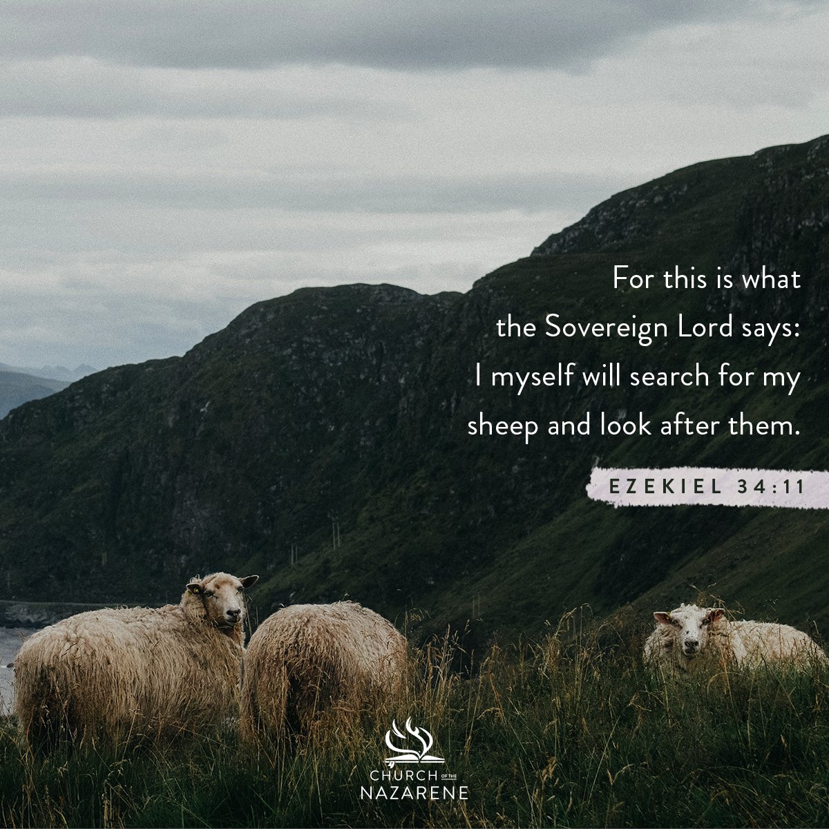 Nazarene's tweet photo. For this is what the Sovereign Lord says: I myself will search for my sheep and look after them. Ezekiel 34:11 #Nazarene https://t.co/EMhcSQ5QRM