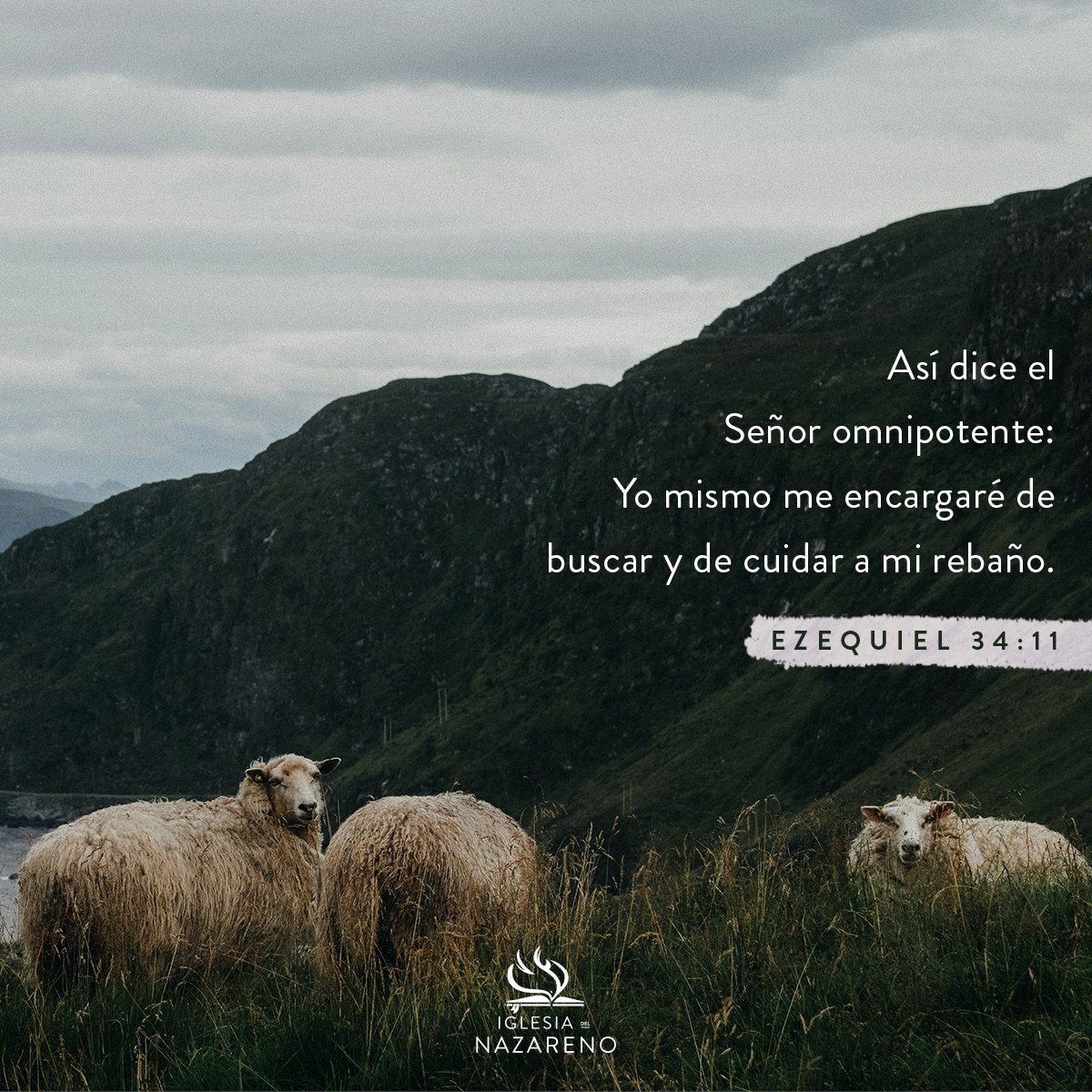 Nazarene's tweet photo. For this is what the Sovereign Lord says: I myself will search for my sheep and look after them. Ezekiel 34:11 #Nazarene https://t.co/EMhcSQ5QRM