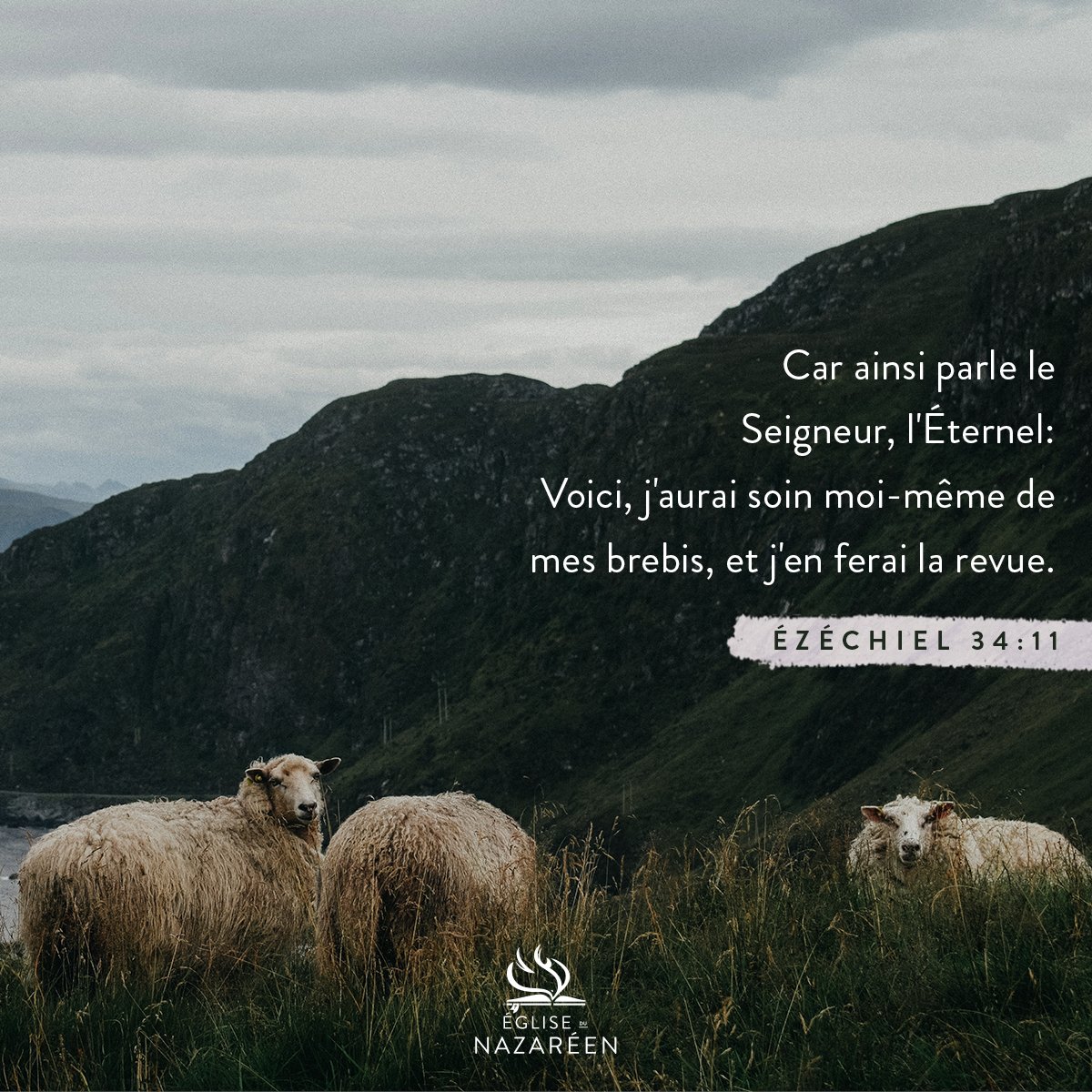 Nazarene's tweet photo. For this is what the Sovereign Lord says: I myself will search for my sheep and look after them. Ezekiel 34:11 #Nazarene https://t.co/EMhcSQ5QRM