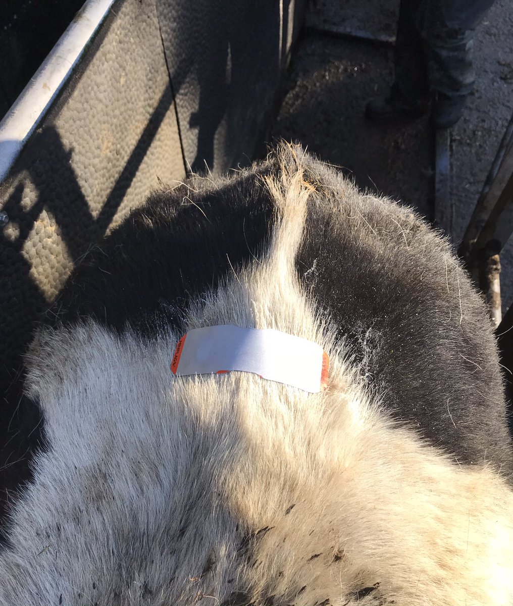 Scott_Service3's tweet photo. Scratch cards put on to pick up any returns in heifers that were sync ai’d. Will Ai first 5 days of returns then run beef bulls #breeding20 #newherd https://t.co/W5CaxzlggX