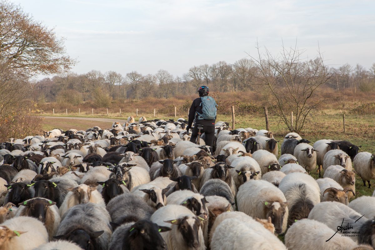 andrebrasse's tweet photo. Welkom in #Drenthe . Je fietst op je gemak door Nationaal Park Drentsche Aa. Tussen Gasteren en Schipborg sta je ineens in een #schaapskudde, op weg naar de Gasterse Duinen. Je #beleeft het in de @ProvDrenthe
@NPDRENTSCHEAA https://t.co/AQIznon0XN