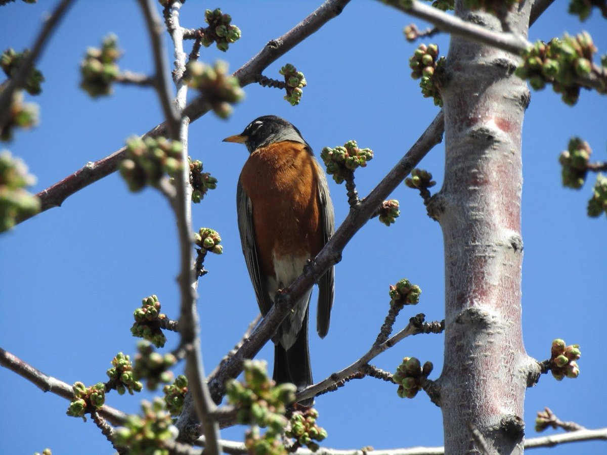 I'm thankful for the many birds that visit our yard and remind me to look for small, simple beauties.