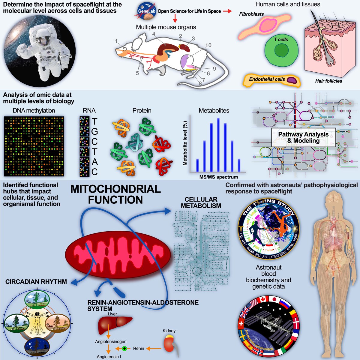 Out now! A #comprehensive multi-omics analysis from 59 #astronauts provides insight into important #biological mechanisms affected by #spaceflight. bit.ly/3fwQ79z <a href="/NASA/">NASA</a> <a href="/AfshinBeheshti/">Afshin Beheshti</a> ☄️🛰️🚀