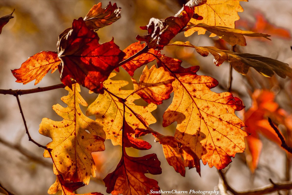 SoutherncharmP's tweet photo. Hope is like the sun, which as we journey toward it, casts the shadow of our burden behind us. Samuel Smiles☀️🍁🍂✨ #lightchaser 🧡 #landscape #landscapephotography #landscaping #landscapedesign #landscapelovers #landscapepainting #fall2020 
#fallleaves #autumn https://t.co/hIDoyw9WeU