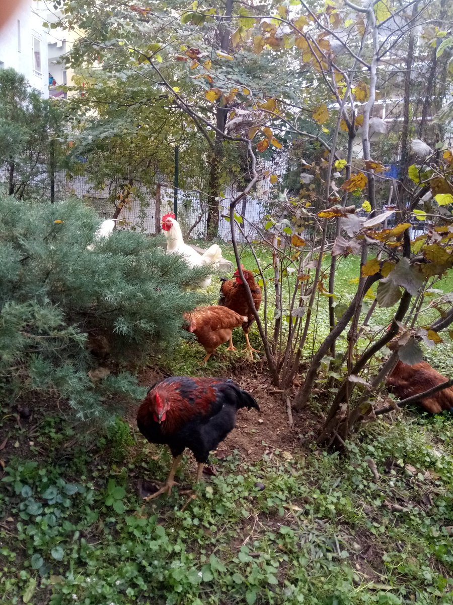 HThey're beautiful. 😁