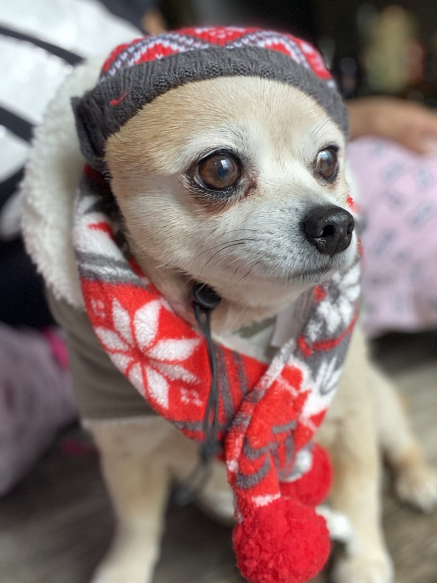 HairByTiaraW's tweet photo. My baby ready for the winter 😂❤️
 She hate when I dress her 😂 https://t.co/6v1kxNvkjp