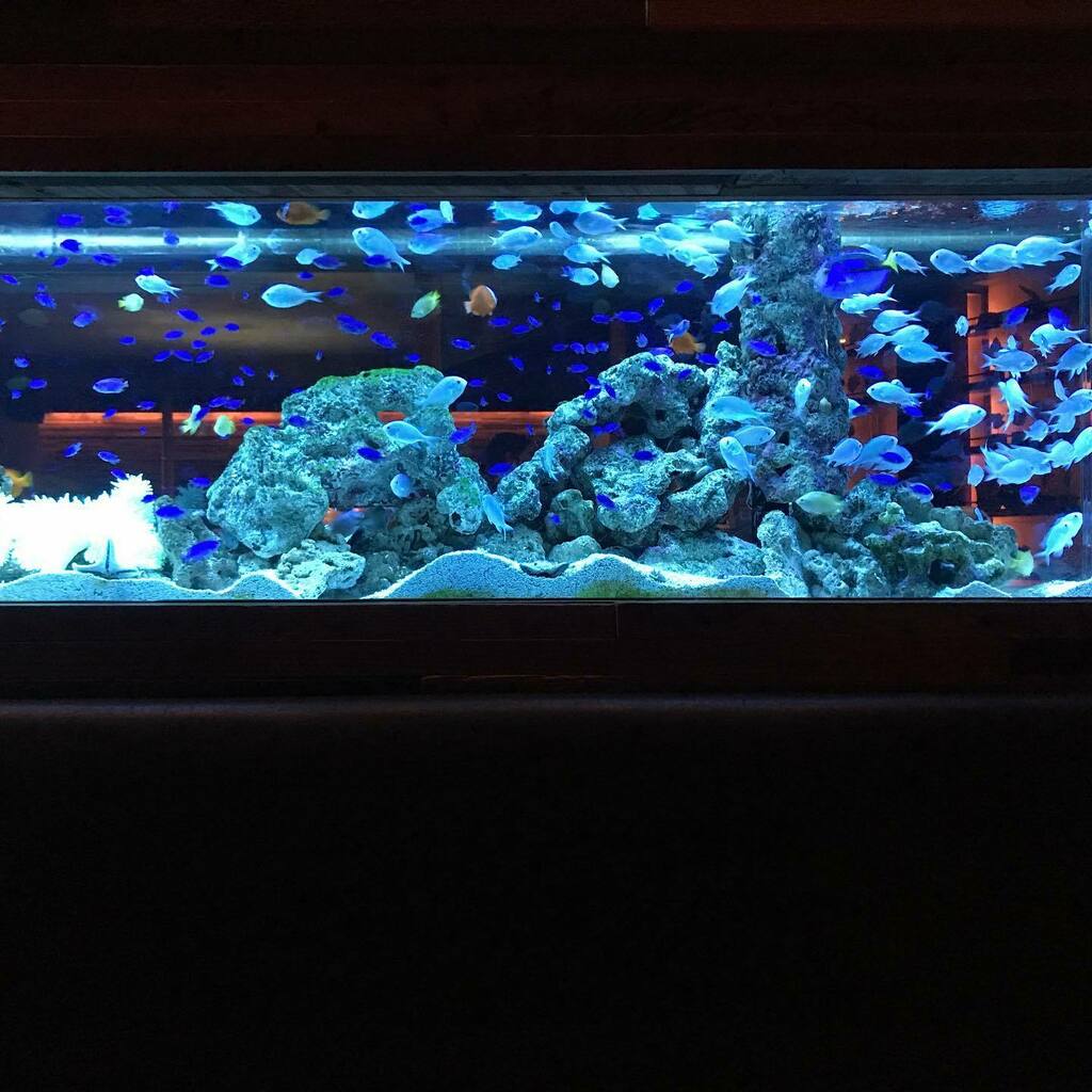 アクアリウムダイニング新宿ライム アクアリウムダイニング新宿ライム