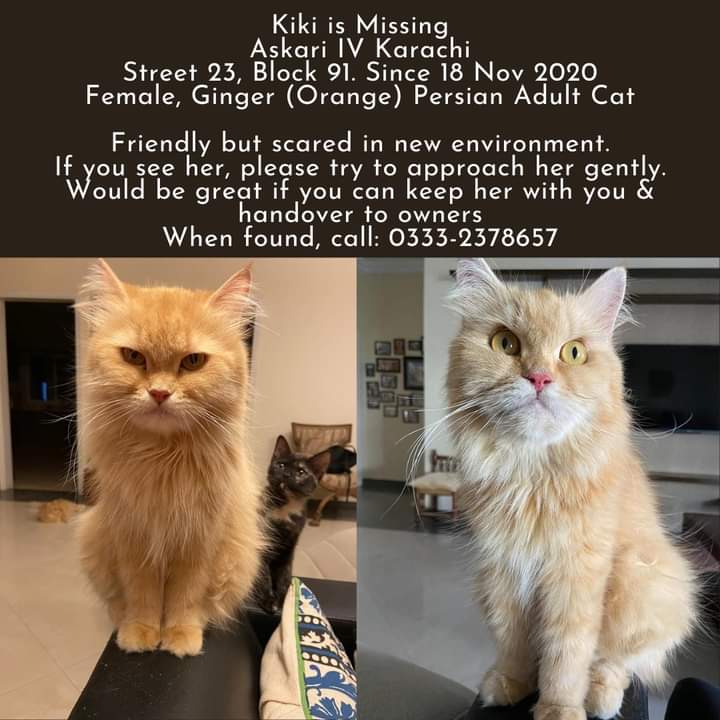 Kiranology's tweet photo. Khi. Friend's cat Kiki is missing. She has a lighter ginger fur. The area around her mouth is white. Pleaee help find her. #Askari4 #AskariIV #Karachi #Retweet https://t.co/qZ3mk6A8XI
