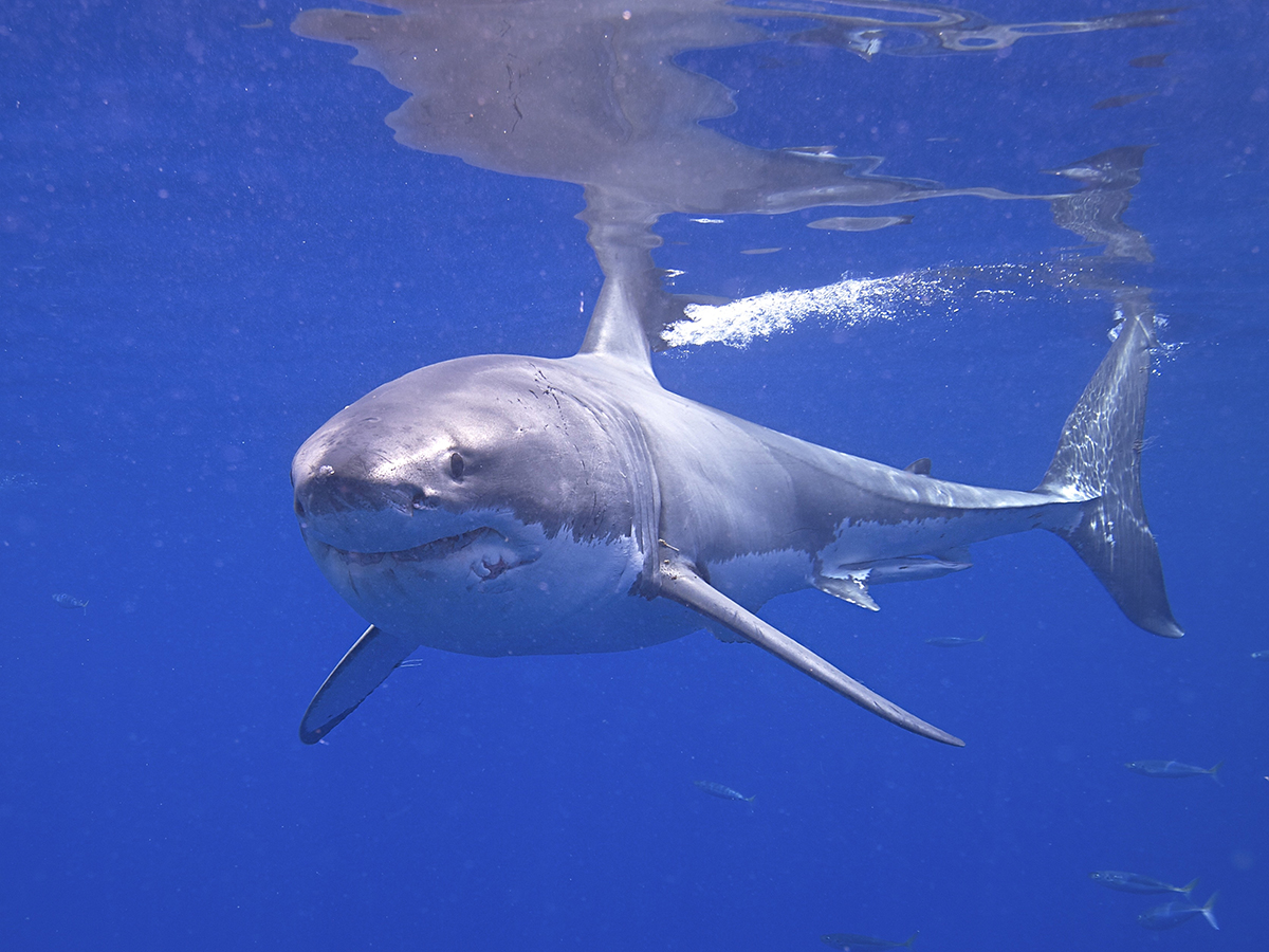 NautilusMag's tweet photo. Modern science has largely debunked the idea of sharks as marauding “man eaters.” Can modern culture catch up?
https://t.co/34dRmUW6V0
#withscience #sciencemagazine @NASAClimate @OurOcean @OceanPortal @oceana @SharkWeek @NOAA @ChasingCoral #shark #greatwhite #CapeCod https://t.co/m5KgBG6zGT