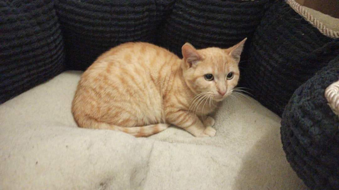Capitán adoptado por una familia preciosa!!! Va a tener 3 hermanitas más en su nuevo hogar, donde podrá crecer feliz 🥰🥰🥰
Gracias parejita por darle esta gran oportunidad. Y gracias a su casa de acogida Carol y Fernando por tanto 🥰🥰