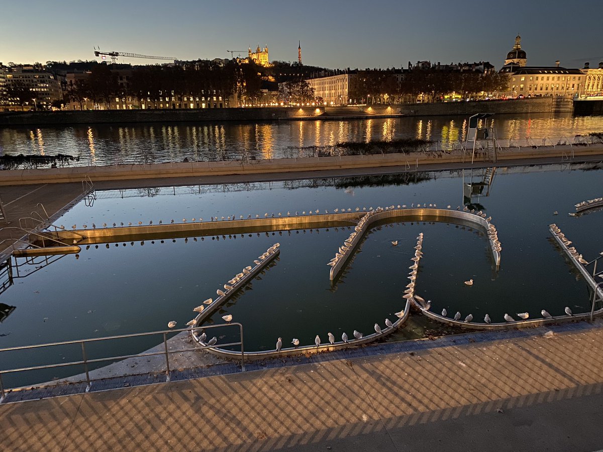 AlbertCodinach's tweet image. Les #mouettes profitent du #confinement #lyon7 #lyon à la piscine du Rhône