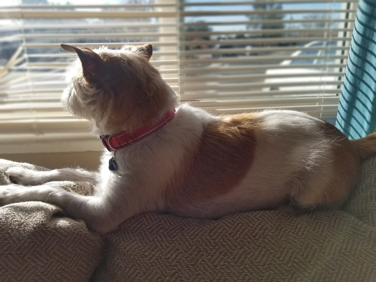 frau_keller's tweet photo. Nika genießt die Sonne und die Aussicht.
(Nika is enjoying the sun and the view.)
@ManzanoMonarchs #MHSDeutsch #MHSRead180 #MHSKellerLit https://t.co/0ERrGkKfZ2