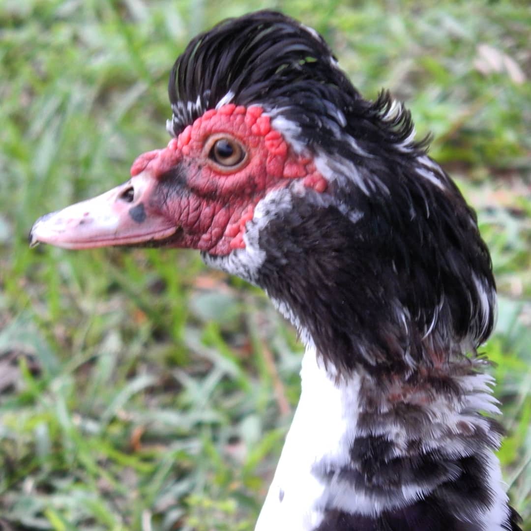 MarcTheSeeker's tweet photo. Domestic Muscovy Duck.

#WildlifeWednesday #wildlife #Duck #DomesticDuck https://t.co/KLNvk6yYPn