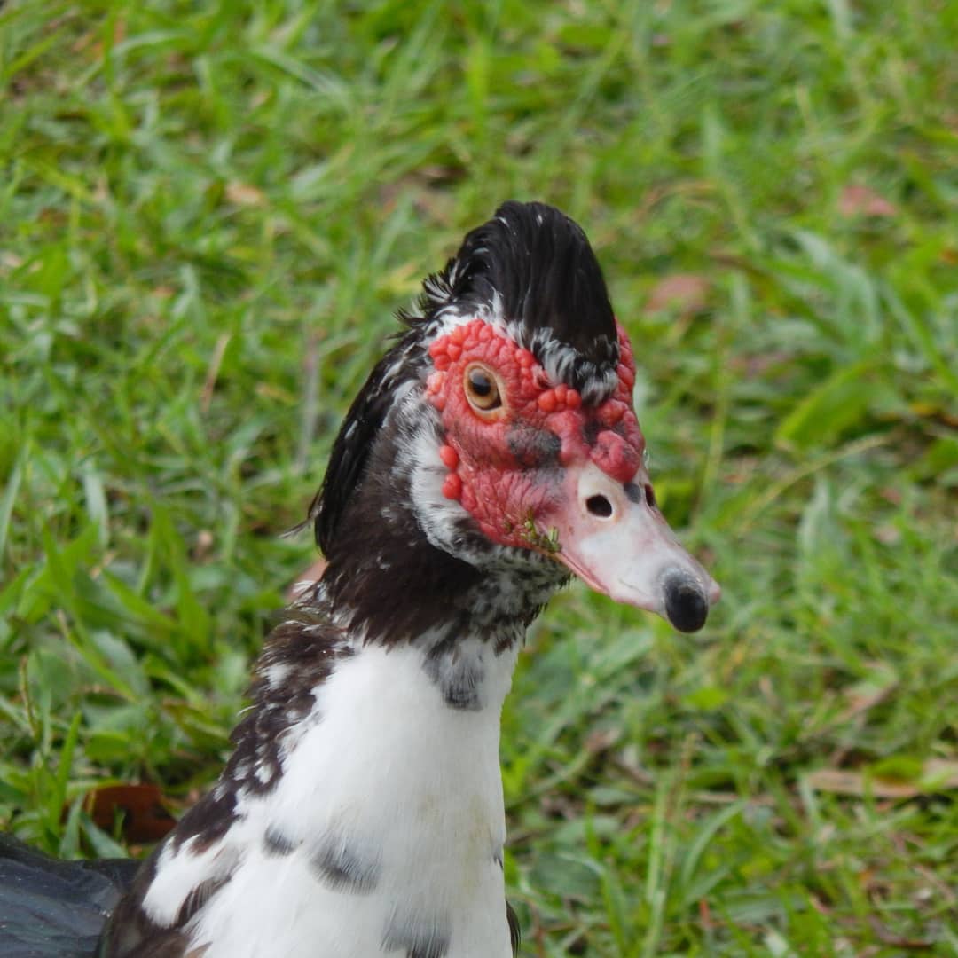 MarcTheSeeker's tweet photo. Domestic Muscovy Duck.

#WildlifeWednesday #wildlife #Duck #DomesticDuck https://t.co/KLNvk6yYPn
