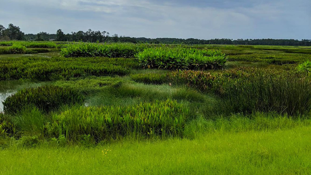 wetlandsolution's tweet photo. Happy #WetlandWednesday. Have a happy and safe Thanksgiving from our families to yours!
#Wetland #HappyThanksgiving https://t.co/nVB2L7PtLN