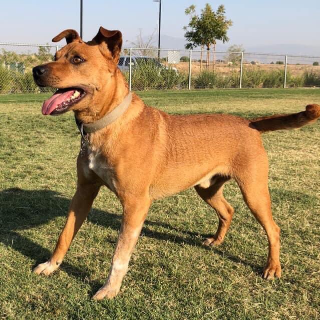 Huckabyerin's tweet photo. Rusty appreciation tweet bc itโs his Birthday/Rescue Day. Such a good boy. #awkwarddog https://t.co/NZOGpvv7Zg