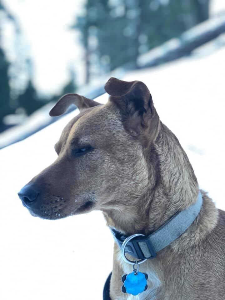 Huckabyerin's tweet photo. Rusty appreciation tweet bc itโs his Birthday/Rescue Day. Such a good boy. #awkwarddog https://t.co/NZOGpvv7Zg