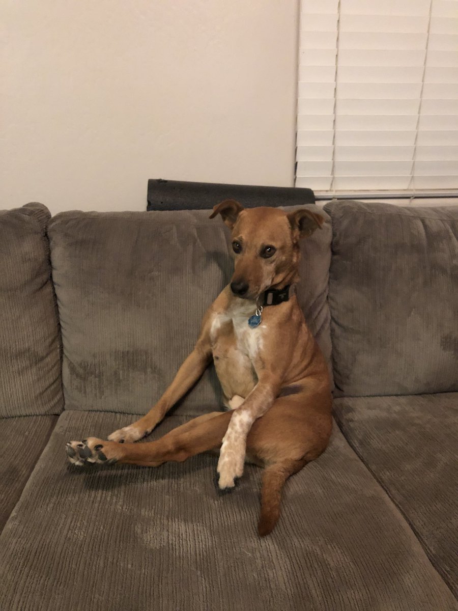 Huckabyerin's tweet photo. Rusty appreciation tweet bc itโs his Birthday/Rescue Day. Such a good boy. #awkwarddog https://t.co/NZOGpvv7Zg