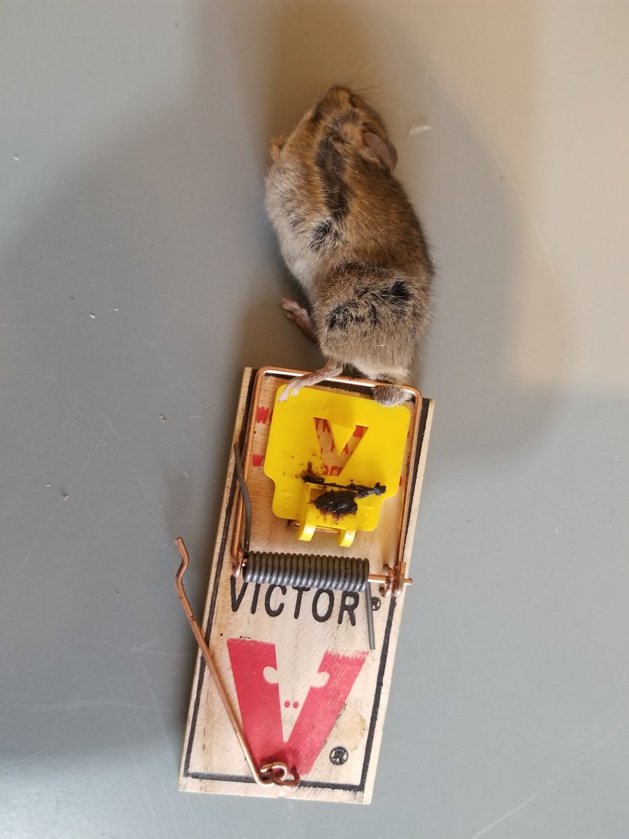 Not the way I'd want to go. #2020bytheballs