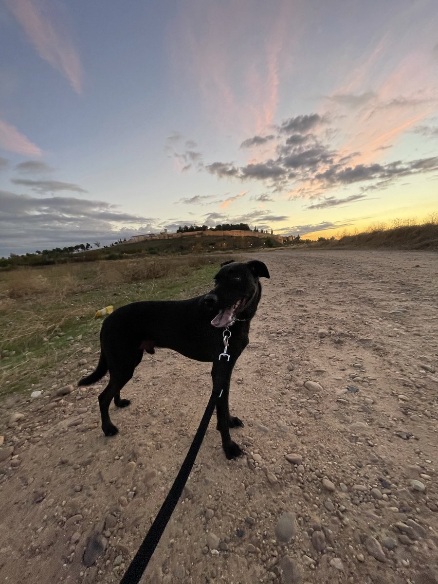 MamenNuka's tweet photo. Bu🐕‍🦺🖤 https://t.co/AxNsf7tgWM