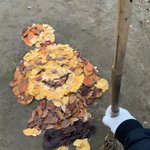 落ち葉を集めて作ったものは？どうぶつの森でおなじみのあのキャラ!