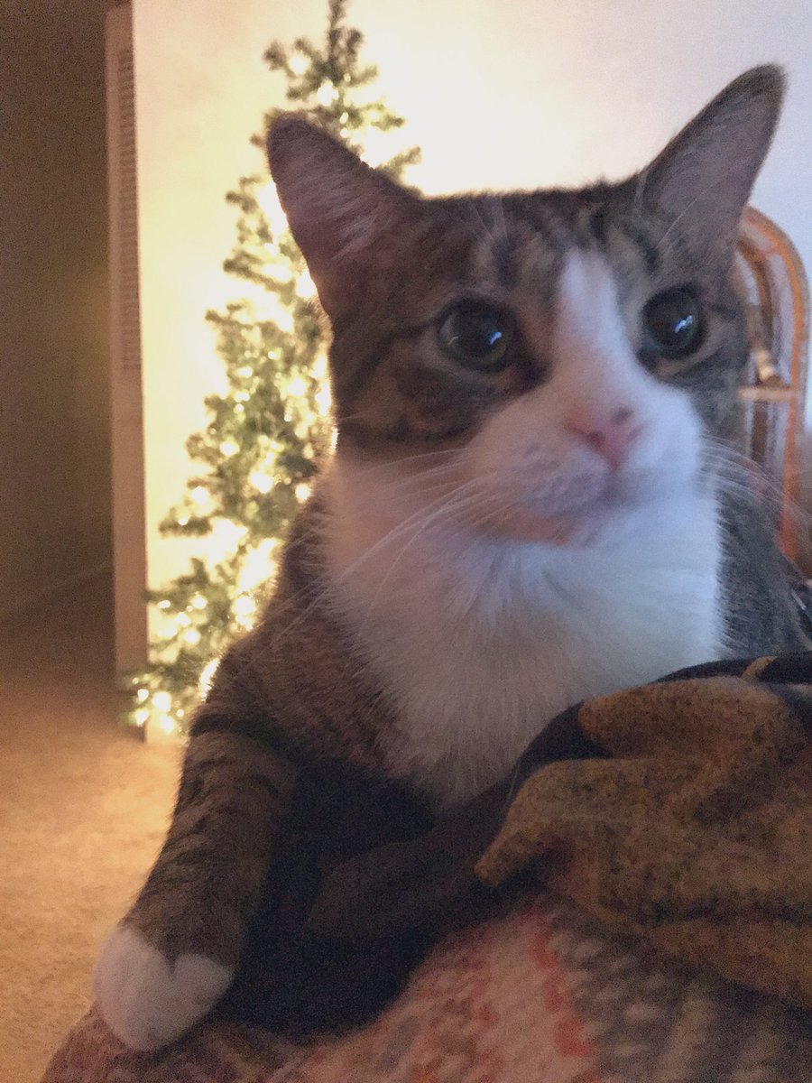 wonkybuddy's tweet photo. if i’m not supposed to eat the tree then why does it taste so good? https://t.co/enzjOQFw0t