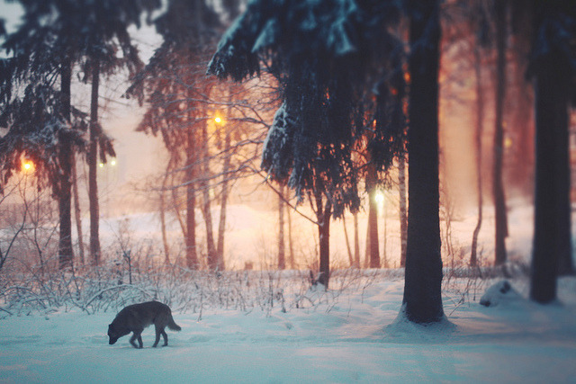 HourlyWolves presents: