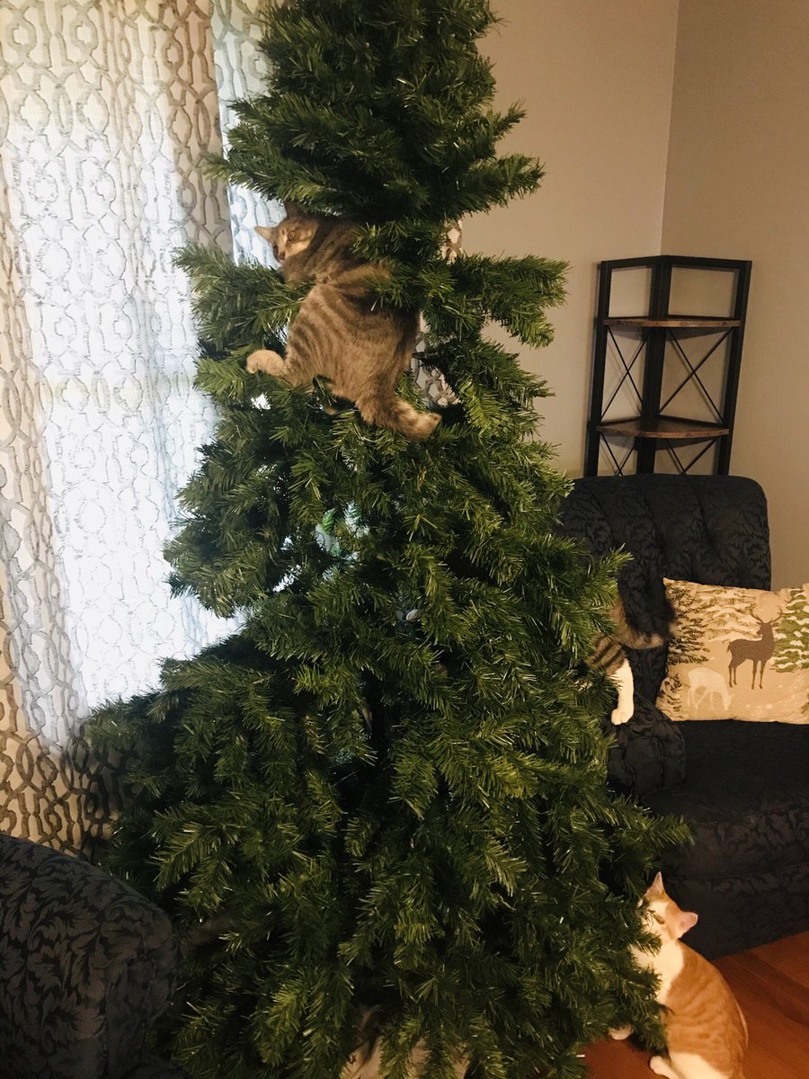AJSepter's tweet photo. The humans in the house plan to decorate the tree on Saturday. The cats however... 😸🎄 https://t.co/3wnJM98m5s