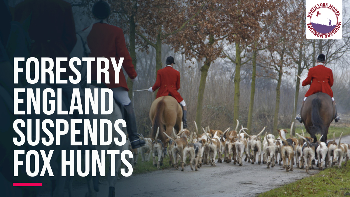 Tally no! @ForestryEngland has suspended permits allowing several fox hunts to use public forests in the North York Moors. 🦊🌲 It follows a police investigation being launched into hunting's governing bodies. Read more: bit.ly/377WZ9w