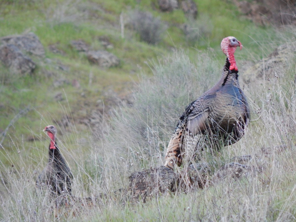 Wdfw In Ne Washington There Are Also Hybrid Rio Grande And Merriam S Male And Female Turkeys Are Different In Appearance And Size The Sexual Dimorphic Differences Include The Males Being