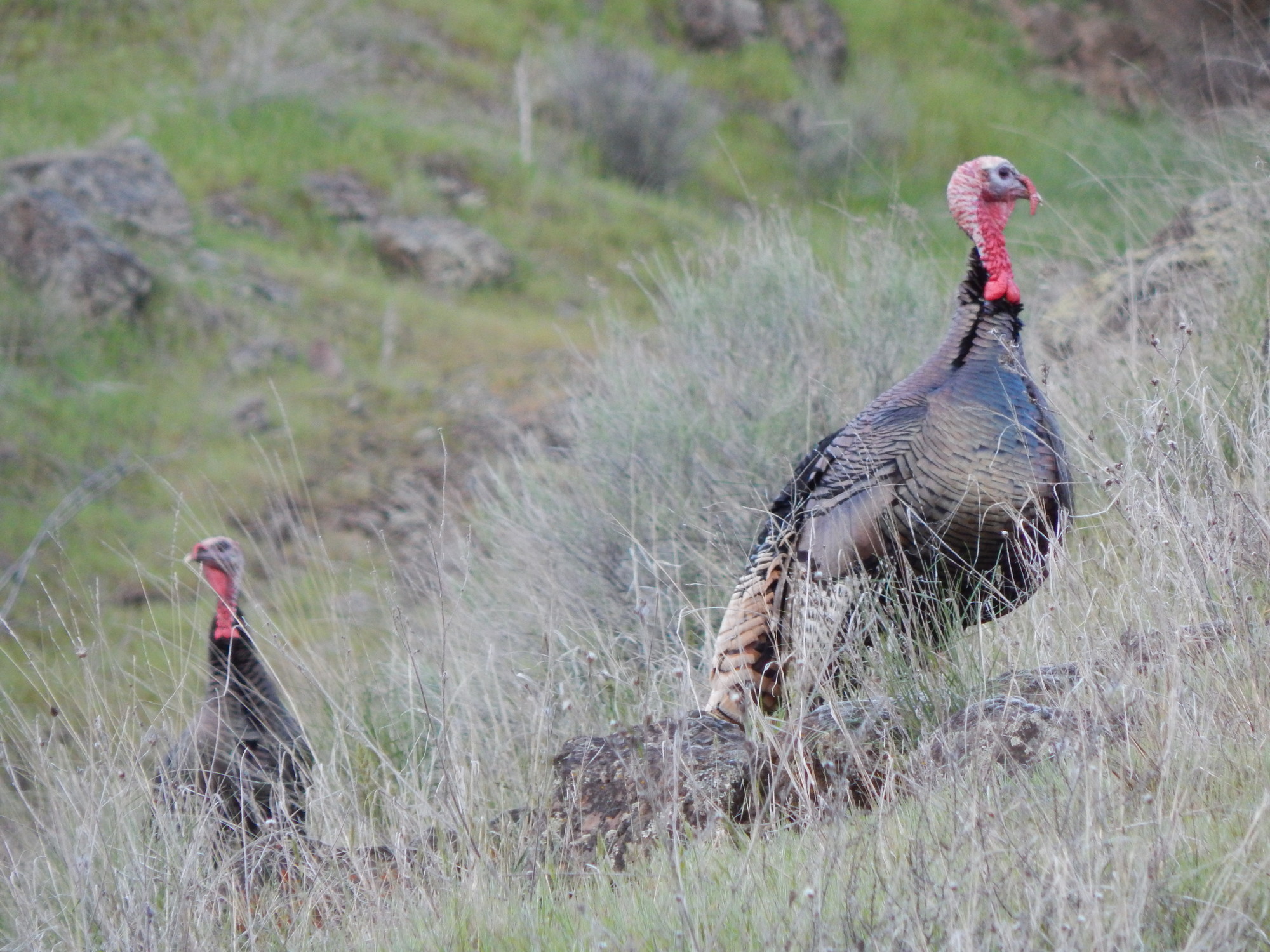 Wdfw In Ne Washington There Are Also Hybrid Rio Grande And Merriam S Male And Female Turkeys Are Different In Appearance And Size The Sexual Dimorphic Differences Include The Males Being