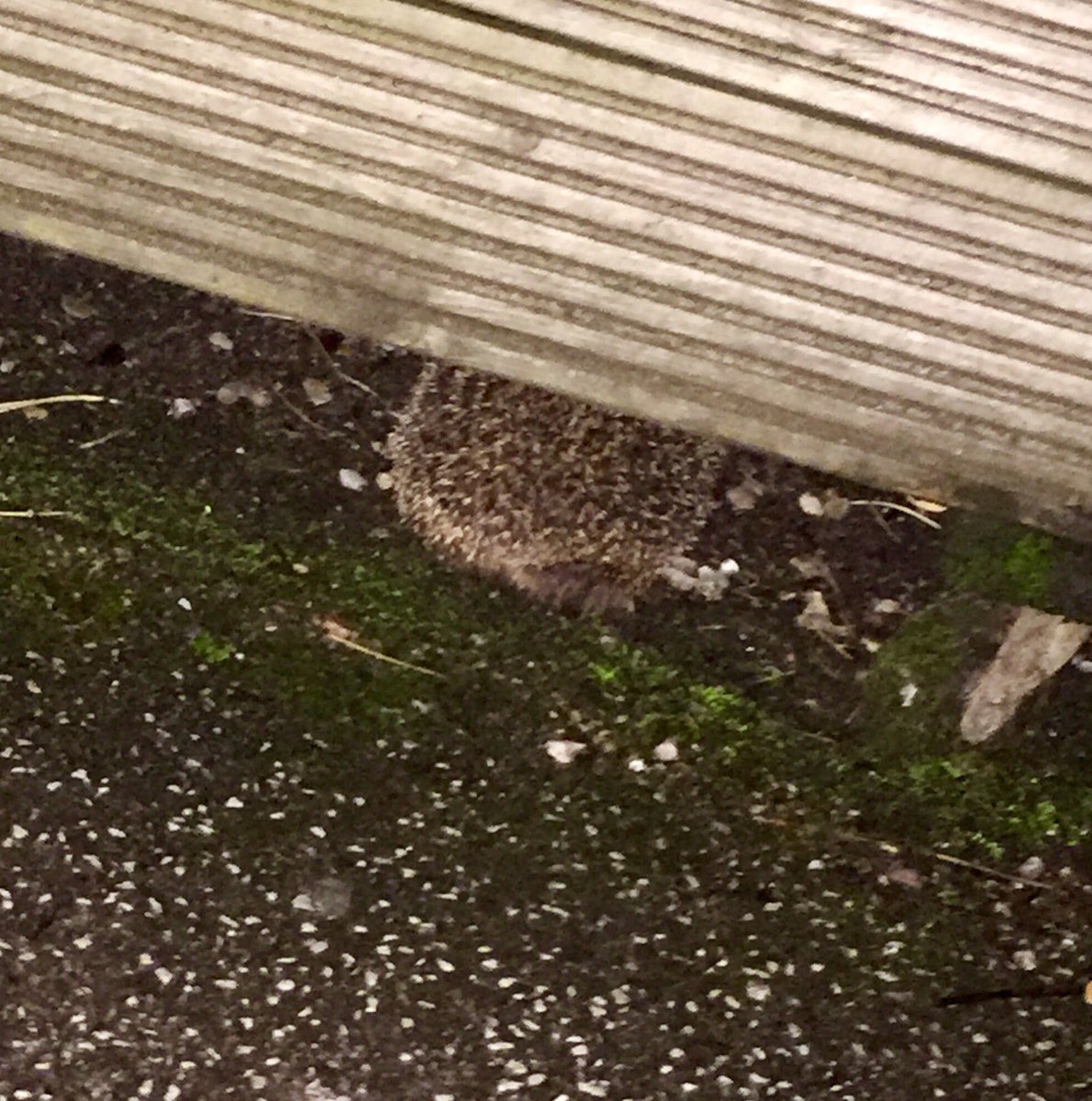 educating_eco's tweet photo. EXCITING!!!! We spotted a #hedgehog tonight in our school garden. Any tips on how we can support our new friend? We are a central Birmingham school @RSPCA_official @EcoSchools @EcoWatch @kmcevoy3 @ecobirmingham @Eco_schools @WWF @hogfriendly_UoB @hedgehogsociety @daily__hedgehog https://t.co/W7yfCaXCfz