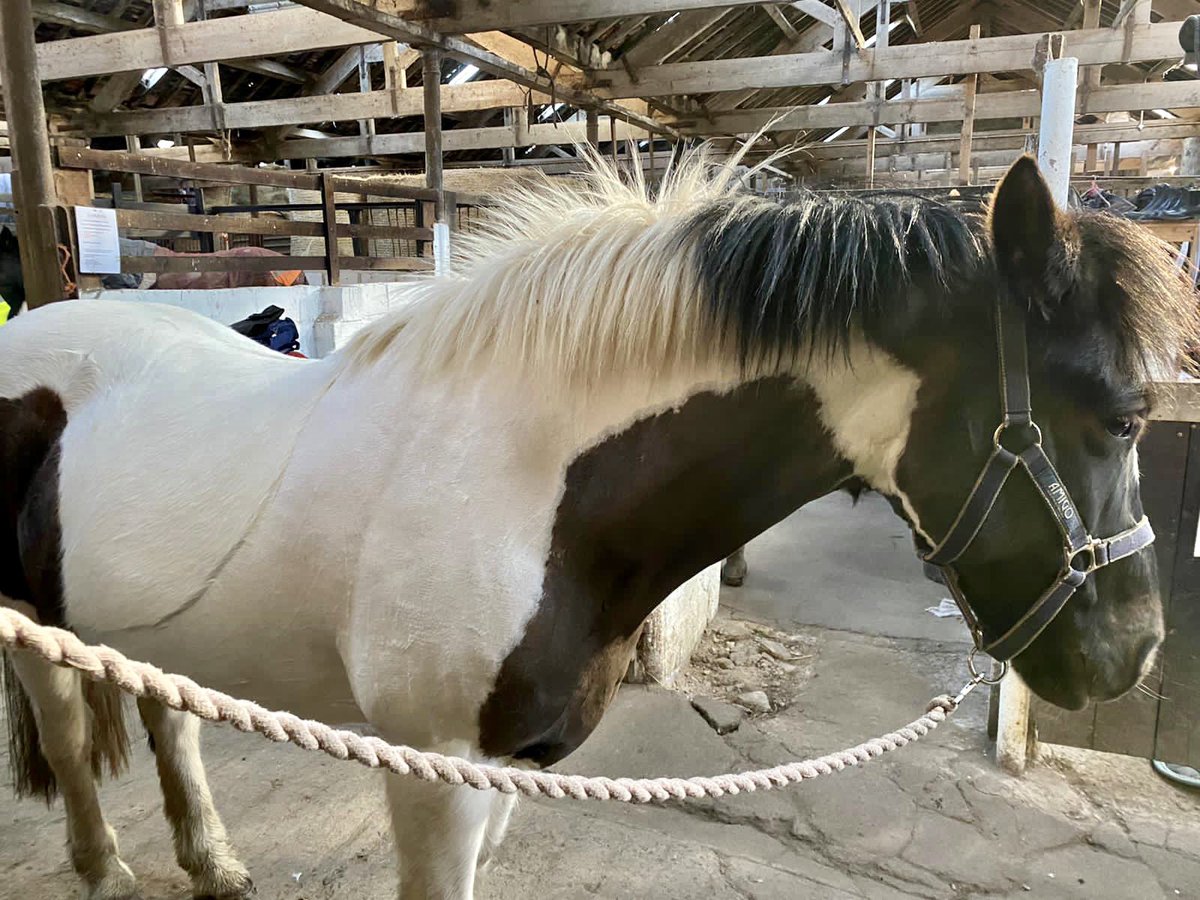 KimmerstonRides's tweet photo. Young Paddy got a little clip for the first time, although he was really good, he wasn’t too sure about it until he saw his new cosy rug! #ruggedup #cosypony https://t.co/O4QgEnuEqr