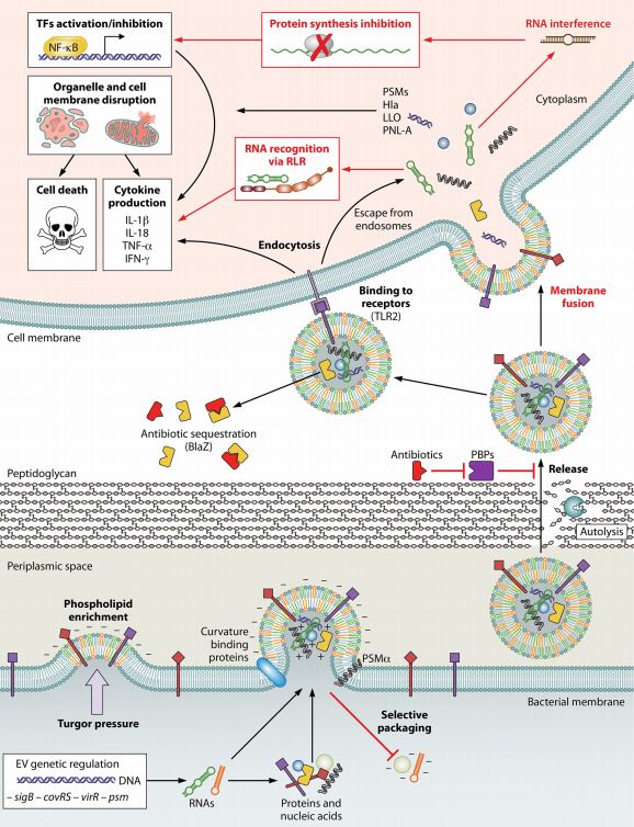 ASM (@asmicrobiology) on Twitter photo New minireview in #IAIJournal: Extracellular Vesicle Biogenesis and Functions in Gram-Positive Bacteria <a href="/CarrollMicroLab/">Carroll Lab 🇺🇦</a> <a href="/P_briaud/">Paul Briaud</a> skyw.io/W5uwDP New minireview in #IAIJournal: Extracellular Vesicle Biogenesis and Functions in Gram-Positive Bacteria <a href="/CarrollMicroLab/">Carroll Lab 🇺🇦</a> <a href="/P_briaud/">Paul Briaud</a> skyw.io/W5uwDP