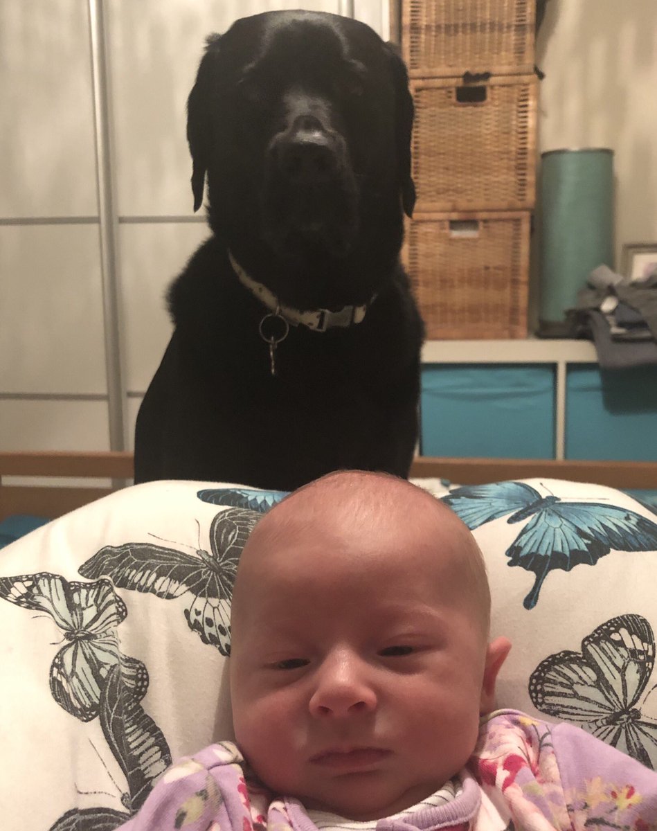JLew1979's tweet photo. When Bonnie photo bombs the photo shoot #bontent #miniimmy #DogsofTwittter https://t.co/pWhaGO1yNx