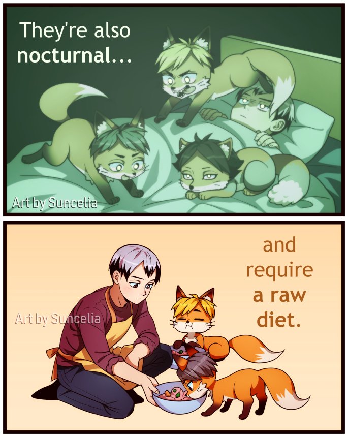 #Haikyuu!! Reasons you don't want a pet fox (based on @juniperfoxx's tiktok) 