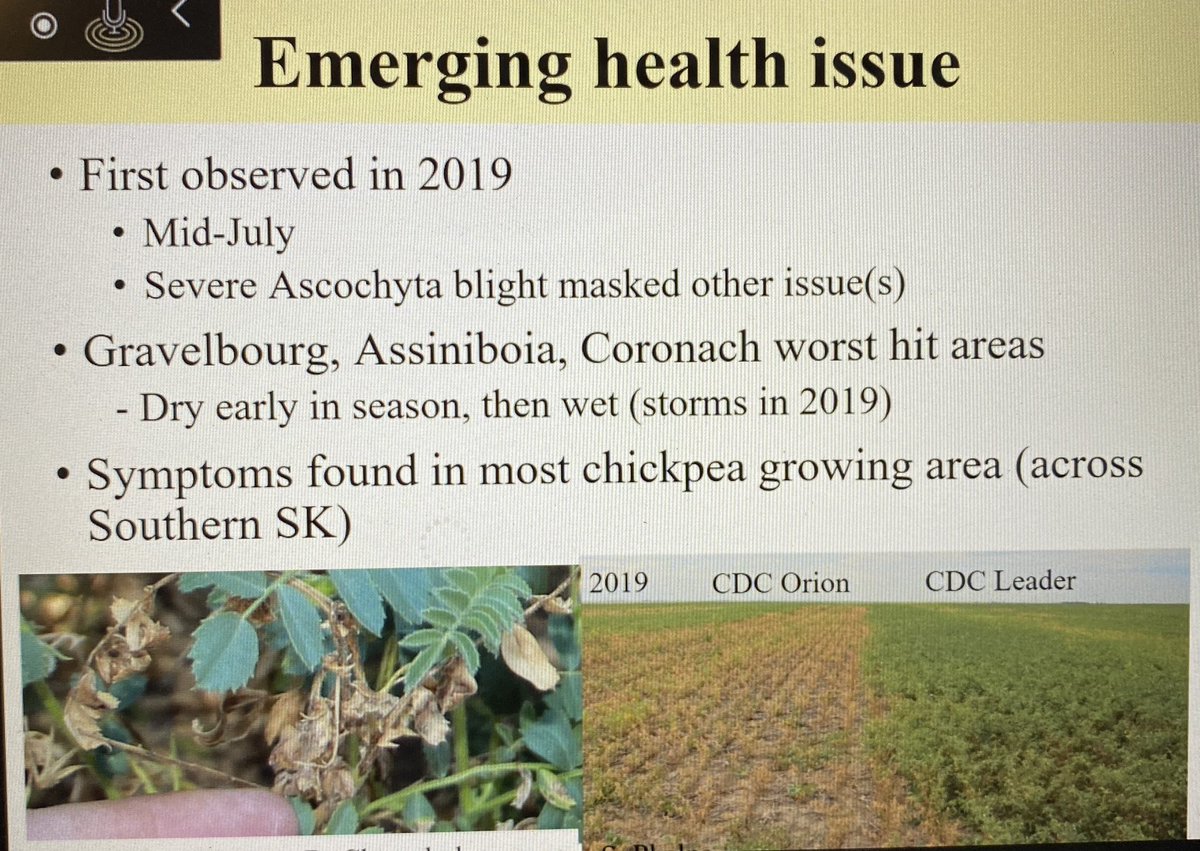 SaskPulse's tweet photo. Today we are happy to have @Michell58089658 with us to share what we know so far on the chickpea health issue that’s affected Saskatchewan the last two years. #pulseagronomy https://t.co/gijBAkb2pQ